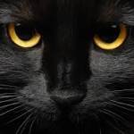 noor Shah Profile Picture