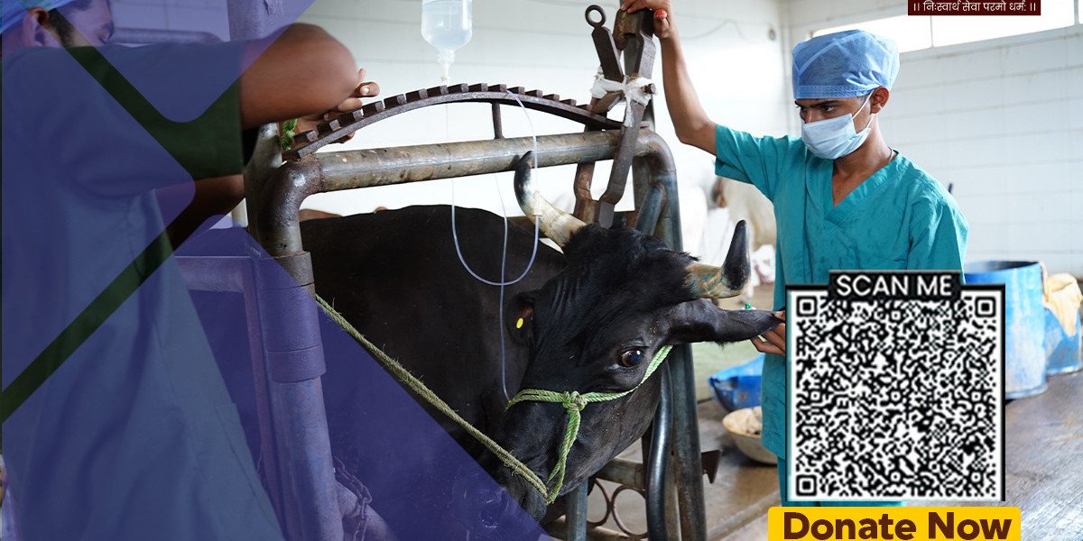 Cow Welfare: Complete Guide to Cow Care & Protection