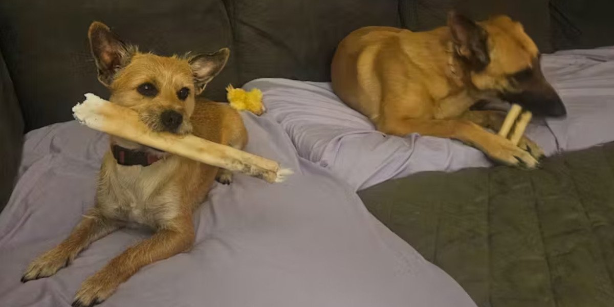 Rawhide Roll for Dogs A Natural Chew for Everyday Enjoyment