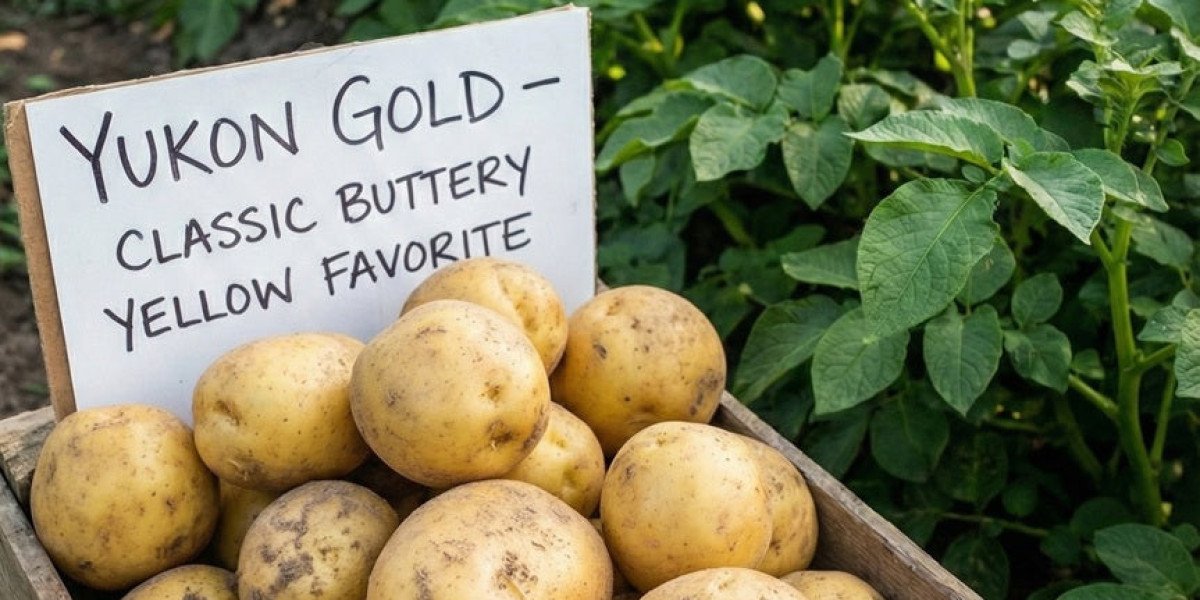 Yukon Gold Potato Seeds: How to Grow Big, Buttery-Gold Potatoes